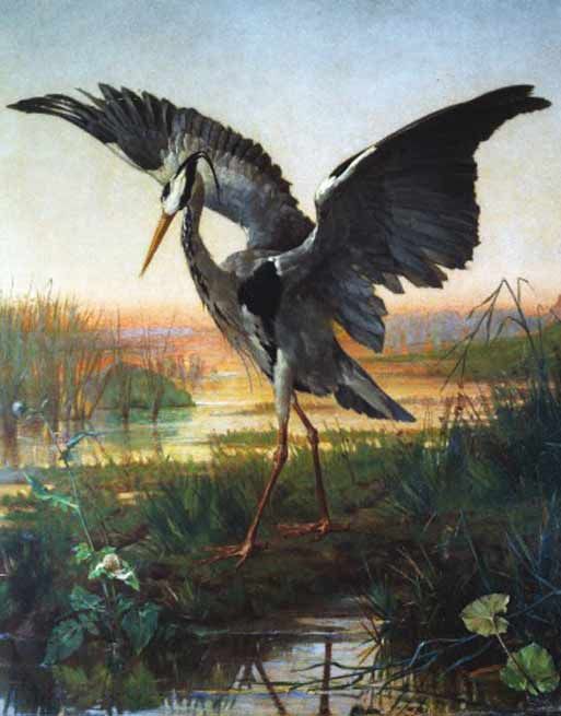 Photo d'un héron