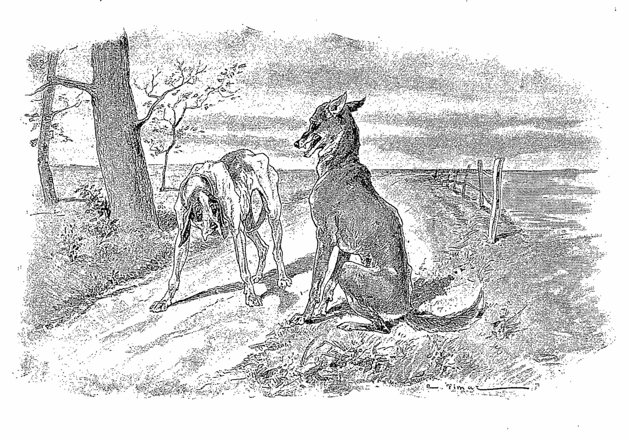 Photo du loup et du chien